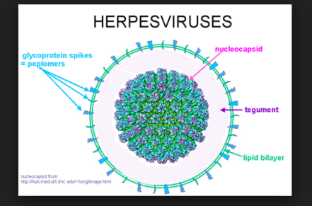 herpes2